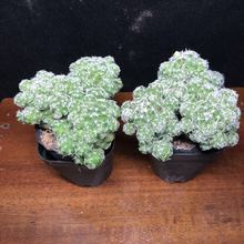 多肉白鳥 多肉白鳥批發 促銷價格 產地貨源 阿里巴巴 多肉白鳥 多肉白鳥批發 促銷價格 產地貨源 阿里巴巴