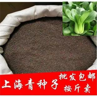 Shanghai Green Oil Green Vegetable Bulk Seeds Can Be Planted in All Seasons with White Stems, Fast-Growing, Cold-Resistant and High-Temperature-Resistant Vegetable Seeds