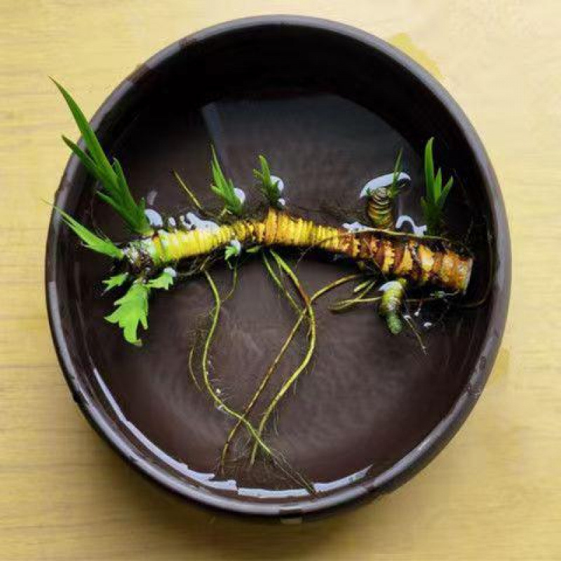 ショウガ水耕栽培水生鉢植え花草中庭池カメ飼育マイクロ造園屋内外四季緑植物|undefined