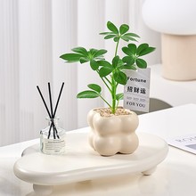 奶油风植物室内桌面迷你小盆栽办公室客厅懒人绿植花卉四季好养活