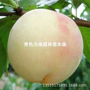 Authentic Fenghua Wuxi Yangshan Peach Seedlings Extra Large Grafted Peach Trees Ground Potted Peach Seedlings That Bear Fruit in the Same Year