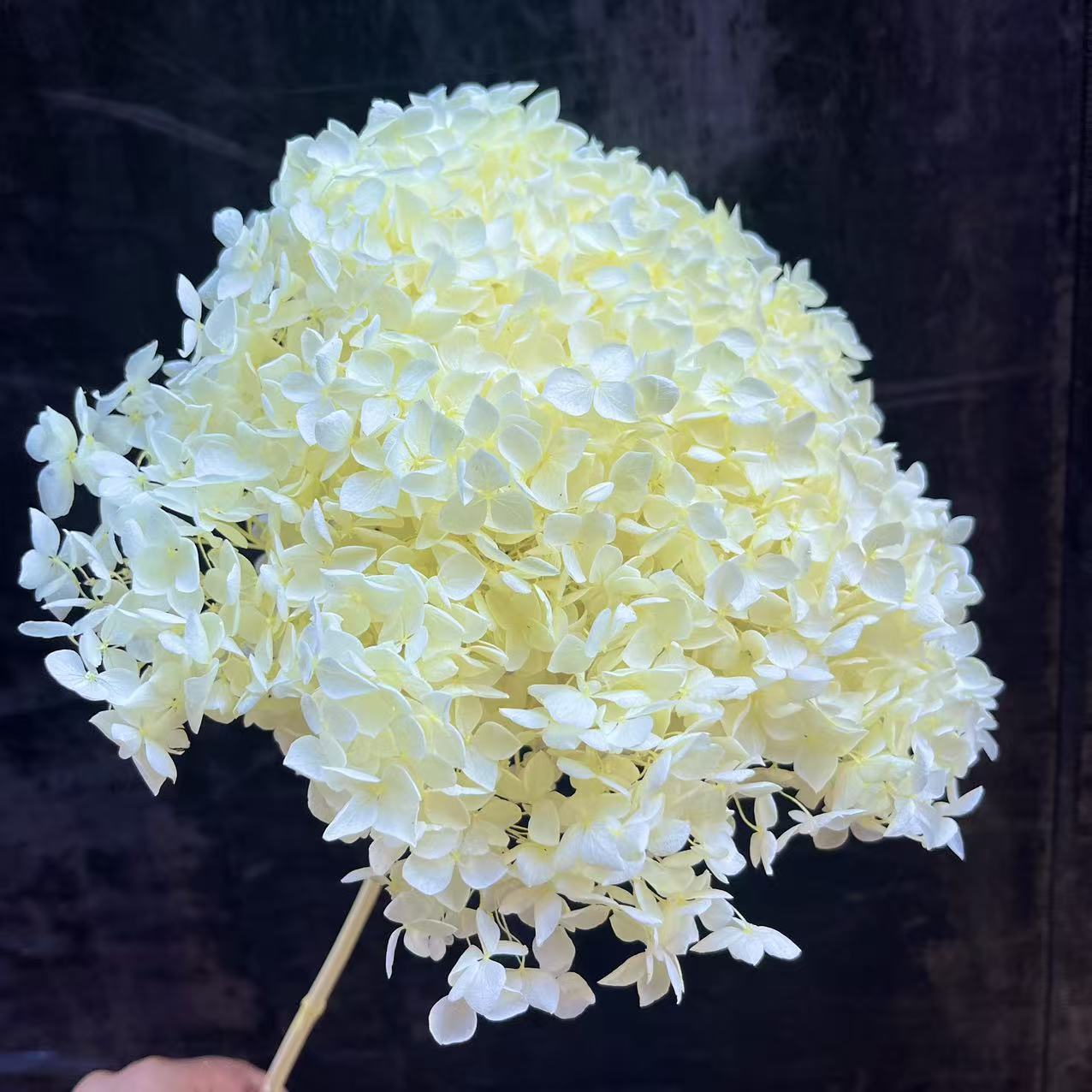Flores eternas hortenida flores secas Anna hortenida hojas hortenida cabeza de hortenida flores eternas cubierta de vidrio material ramo diy
