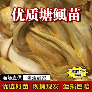 �������X�������S���X�����T�~�������~�簣���X�~����ʭ��ˮ�~��