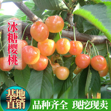 �޽ӱ��Ǚ��������Ե����Ϸ������Nֲ����Ҙ����S�a����Y������