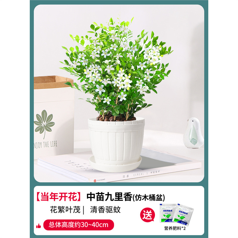 무성한 구리향 8~10그루 5년생(모조통과 화분) + 비료