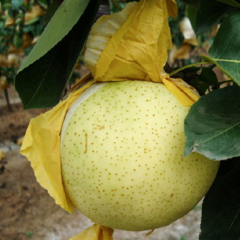 Pear Bag Peach Golden Pear Bag Cuiguan Pear Loquat Grapefruit Grape Bag Loquat Mango Rain-proof Pomegranate Bag