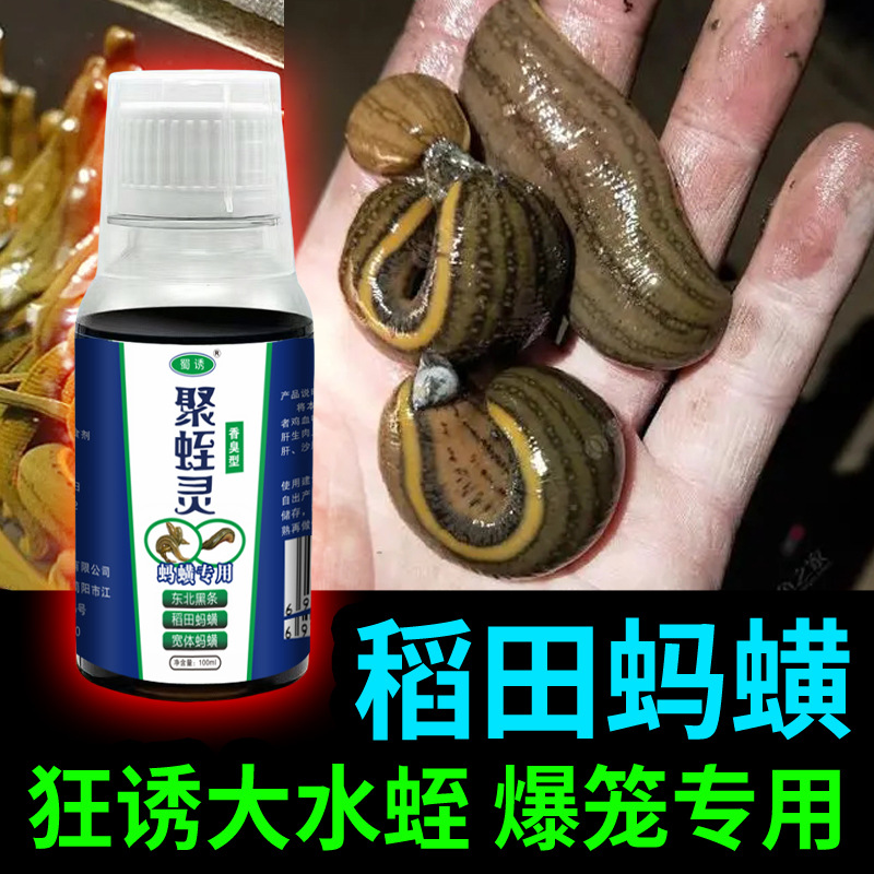 Shu atrae a las sanguijuelas, fragancia y sanguijuelas apestosas, campo de arroz especial, sanguijuelas de cuerpo ancho, aditivos de atracción, sanguijuelas de estanque, sanguijuelas de río, medicina