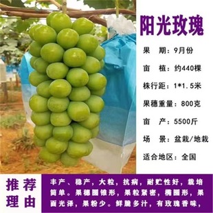 First-Class Sunshine Rose Various Rootstock Grafted Grape Seedlings Base Direct Sales 0.5 Shandong Sunshine Rose Grape Seedlings
