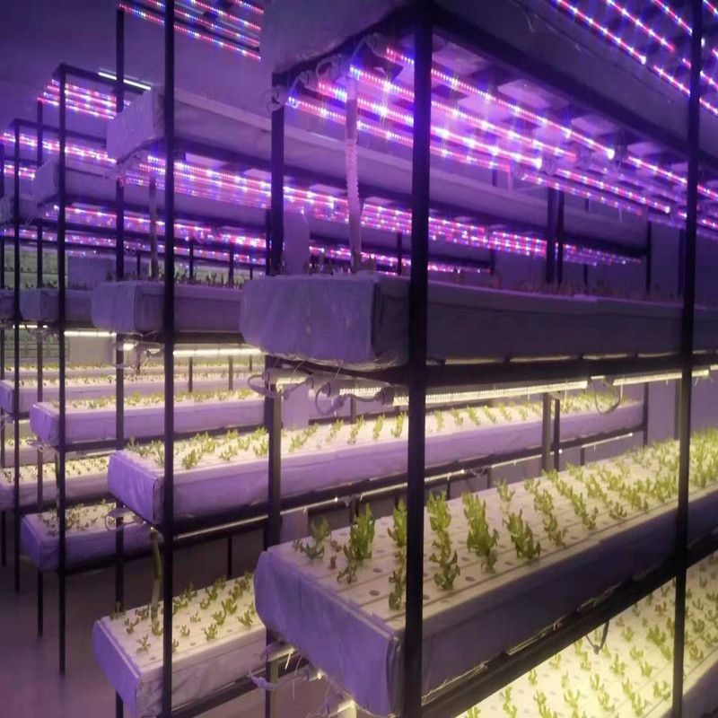 DFT espuma cultivo sin suelo invernadero cultivo sin suelo melón fruta hoja vegetal plantación NFT hidropónico vegetal con placa de agujero