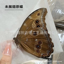 真蝴蝶标大蓝闪原蝶未展翅手工diy工艺品桌面摆件收藏画拍摄道具