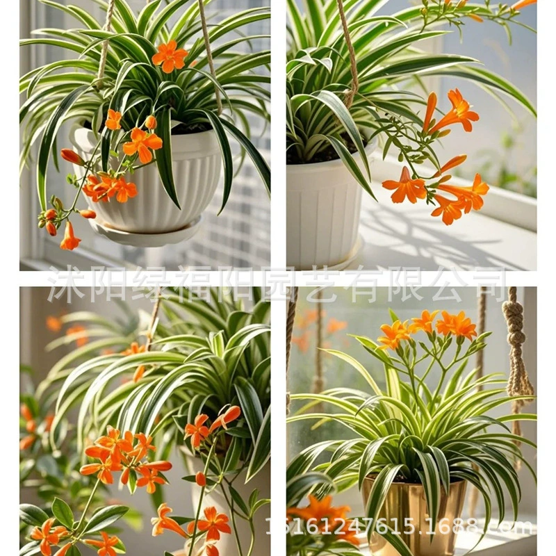 Растение в горшке хлорофитум в золотой оправе с золотым сердцем и зелеными листьями для посадки в любое время года, очистка воздуха в офисе, растения, поглощающие формальдегид, и цветы оптом.