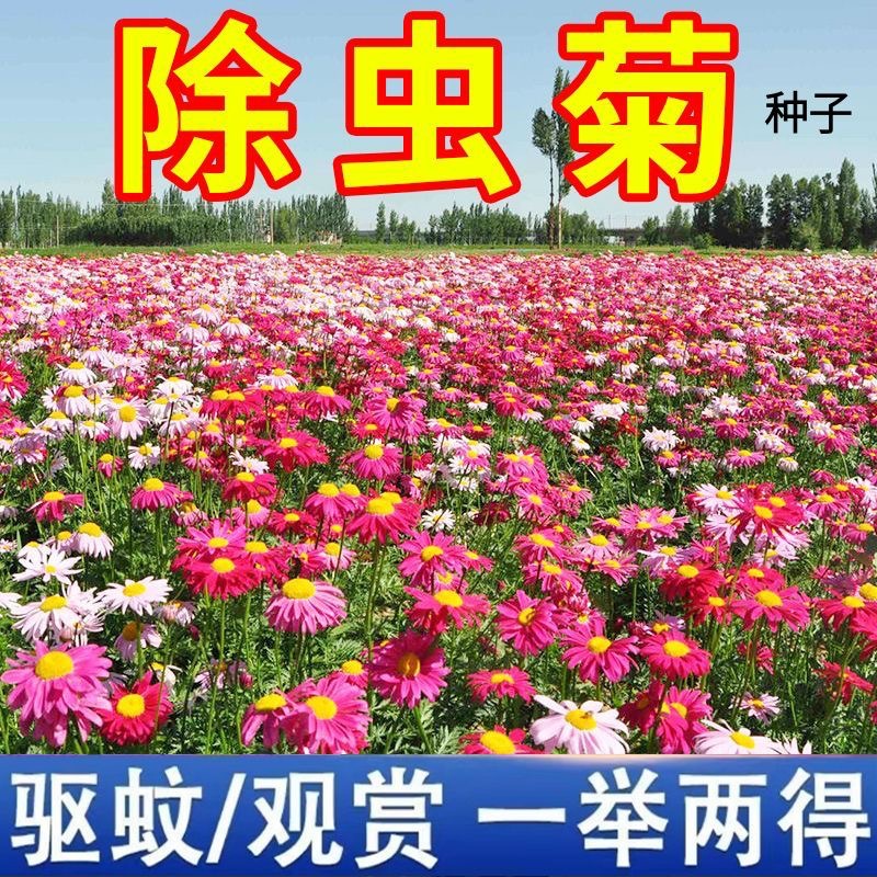 Pyrethrum seeds perennial mosquito repellent pyrethrum flower mixed color seeds four seasons planting potted flower seeds