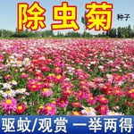 除虫菊种子多年生驱蚊草驱虫菊花混色花种子四季播种盆栽花种籽子