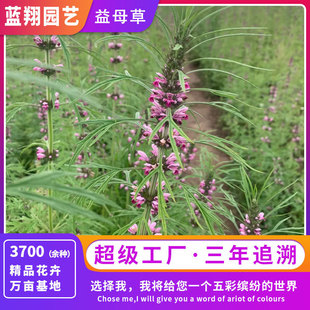 Motherwort Seeds, Motherwort Seeds, Chinese Herbal Medicine Seeds, Garden Landscape Greening Seeds