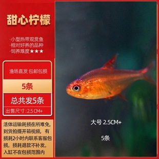 �����~�������~�Ꭷ�^�p�~�ɿ���늹�����P���{�P��Ⱥ��