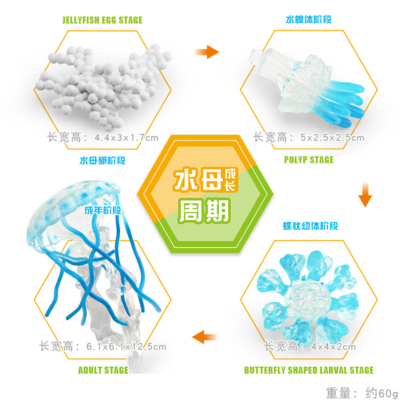 Modelo animal de simulación al por mayor de pollo pato ganso mariposa tortuga Rana ciclo de crecimiento Montessori material didáctico adornos hechos a mano
