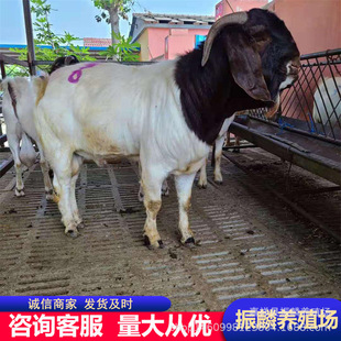 �������۲���ɽ��N�� �����u�Ĳ���ɽ��С��ɽ�|�B���