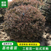 �t���^ľ�򻨉��ر��G����ľ�ֵ�ɫ�K�G�h�c�Y��ľ��t����ľ���l