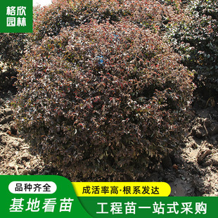 �t���^ľ�򻨉��ر��G����ľ�ֵ�ɫ�K�G�h�c�Y��ľ��t����ľ���l