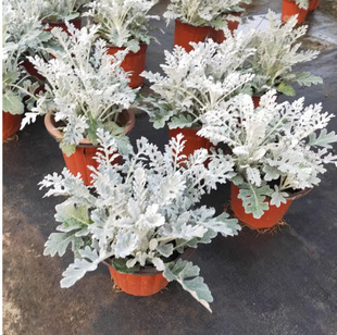 Silverleaf Chrysanthemum Potted Hibiscus Chrysanthemum Green Plant Indoor Office Living Room Balcony Courtyard Cold-Resistant Interesting Plant Foliage Flower