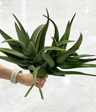 �߷����J�C�Gɫֲ��ٻ�ɳĮ�Gֲ���������m�Ꭷչ�^����������