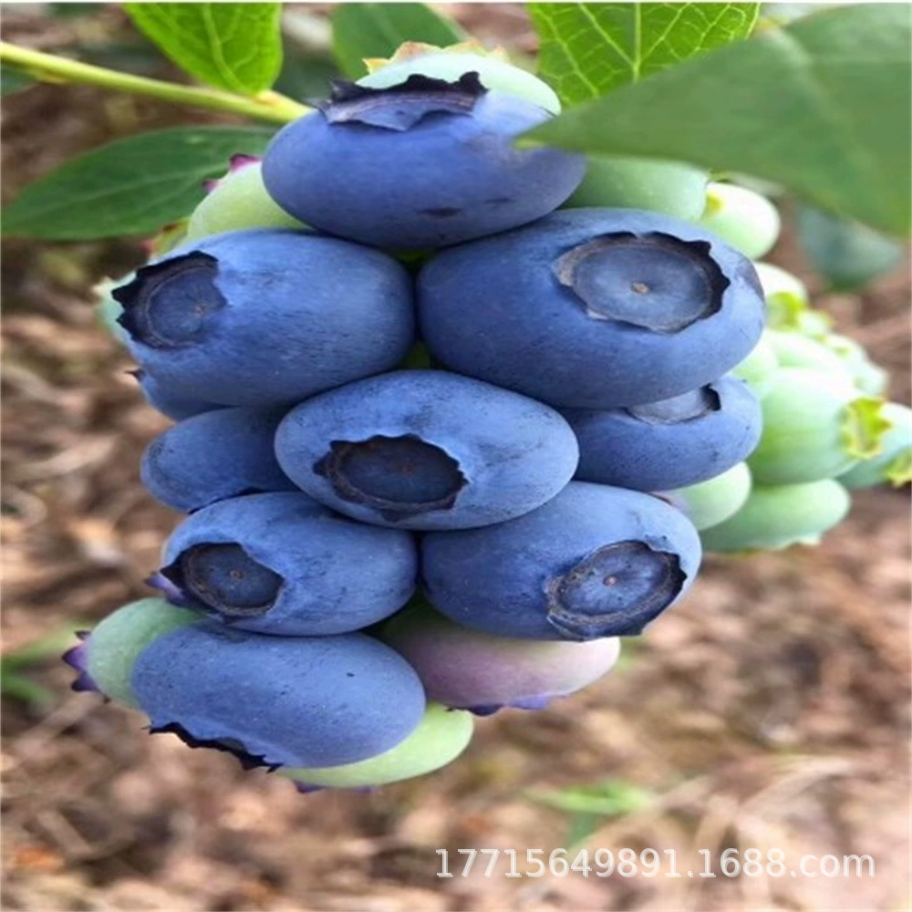 Нельсон Блуберри Мяо Чун Гао Лан Мэй 1 О'Нил Блестящий туман Побережье Результаты весны