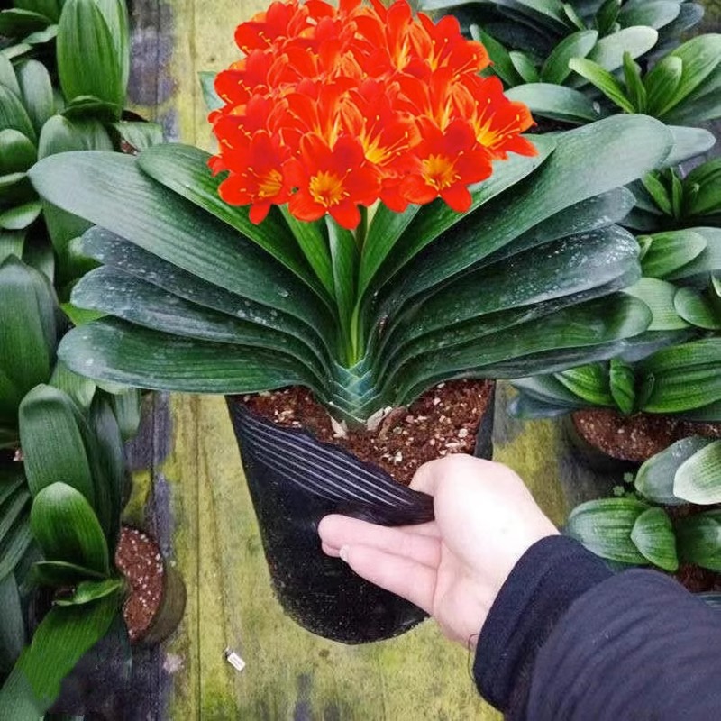 君子兰盆栽大量批发大苗绿植室内阳台花卉植物当年开花阳台盆栽