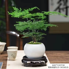 盆栽;乔木;灌木