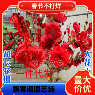 һ�����l�������͟��ͺ��ļ�÷���D÷�t÷�҃������Ժ��B�׻��Ϸ�