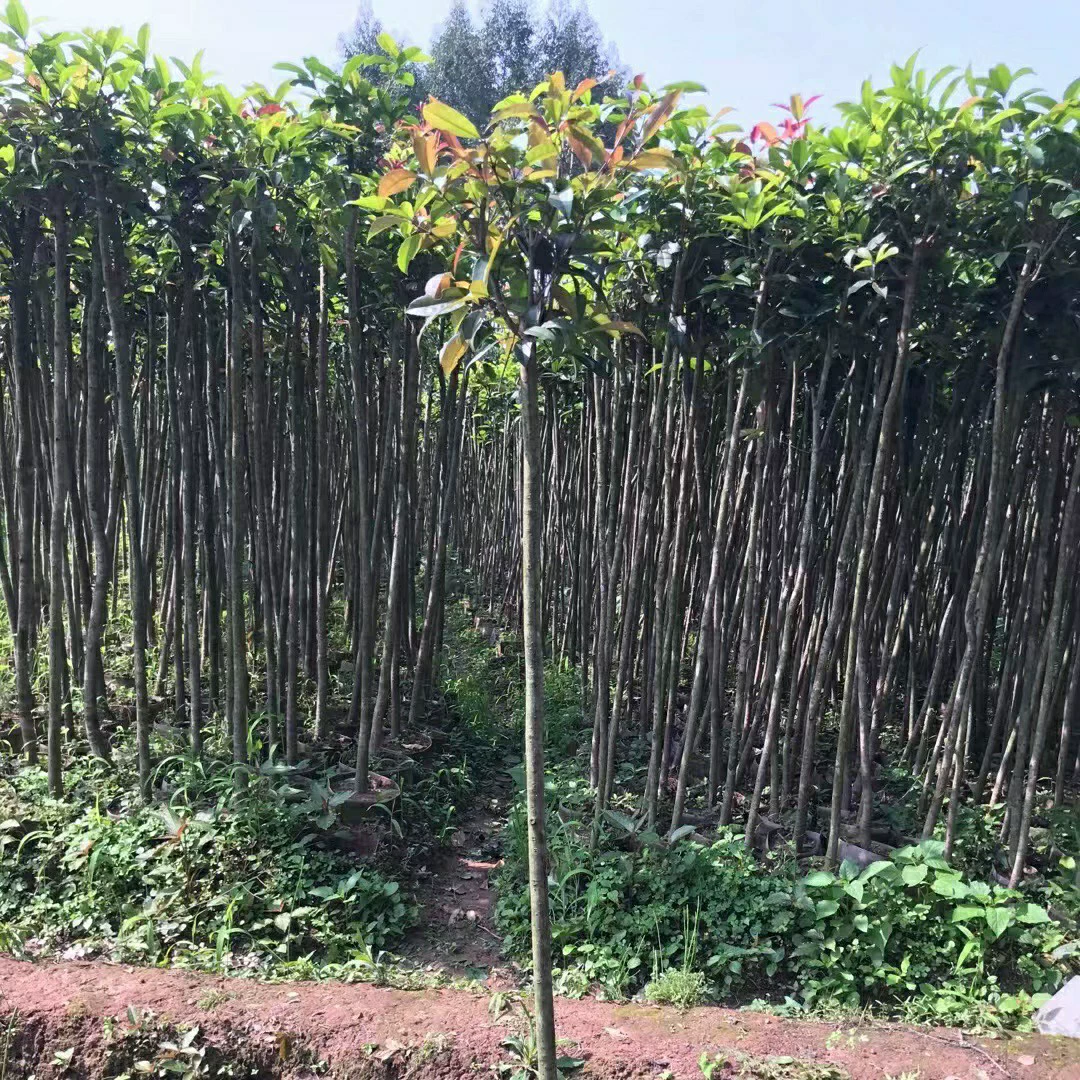 2306 саженцы поставляют саженцы османтуса 2-4 см мешки саженцев зеленых саженцев