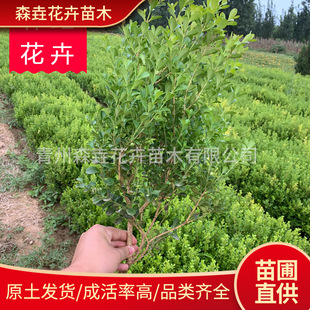 �����S�� ͥԺ�G�hֲ�����͘�С�~�S����� �辰�ļ��L�ඬ������