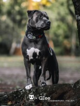 QZee�����Ȧzeedog������{��ȦС�д���Ȯ�޽�ë�»�����̩���K