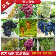 ���ѷN�� ���Թ����߲� �̨ˮ���Y�����ѷN�� ���ӷN�� ���ܷN��