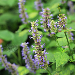 ʳ��޽��N�ӷN�������ļ�ș�ķNֲ�����в�ș���������~���r����