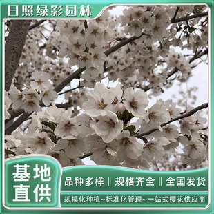 ���վGӰ�@�� 13����Ⱦ����Ұ�Ѷ����Xһ�� �ѻ��Nֲ����