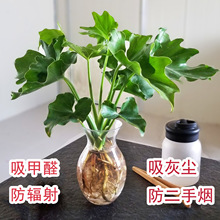 ����ˮ��ֲ���҃ȾGֲ���ܿ͏d�ļ����B���ˮ�B�k�������Ի�