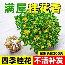 四季桂丹桂带桂花树苗老桩盆栽绿植正宗阳台金桂花苞室内嫁接大树