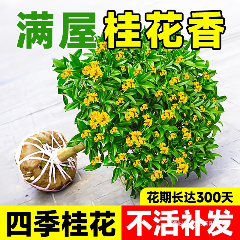 四季桂丹桂带桂花树苗老桩盆栽绿植正宗阳台金桂花苞室内嫁接大树
