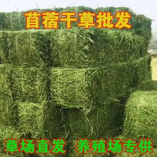 100kg domestic alfalfa hay cattle and sheep feed horse feed cow milk goat grass alpaca popular feed