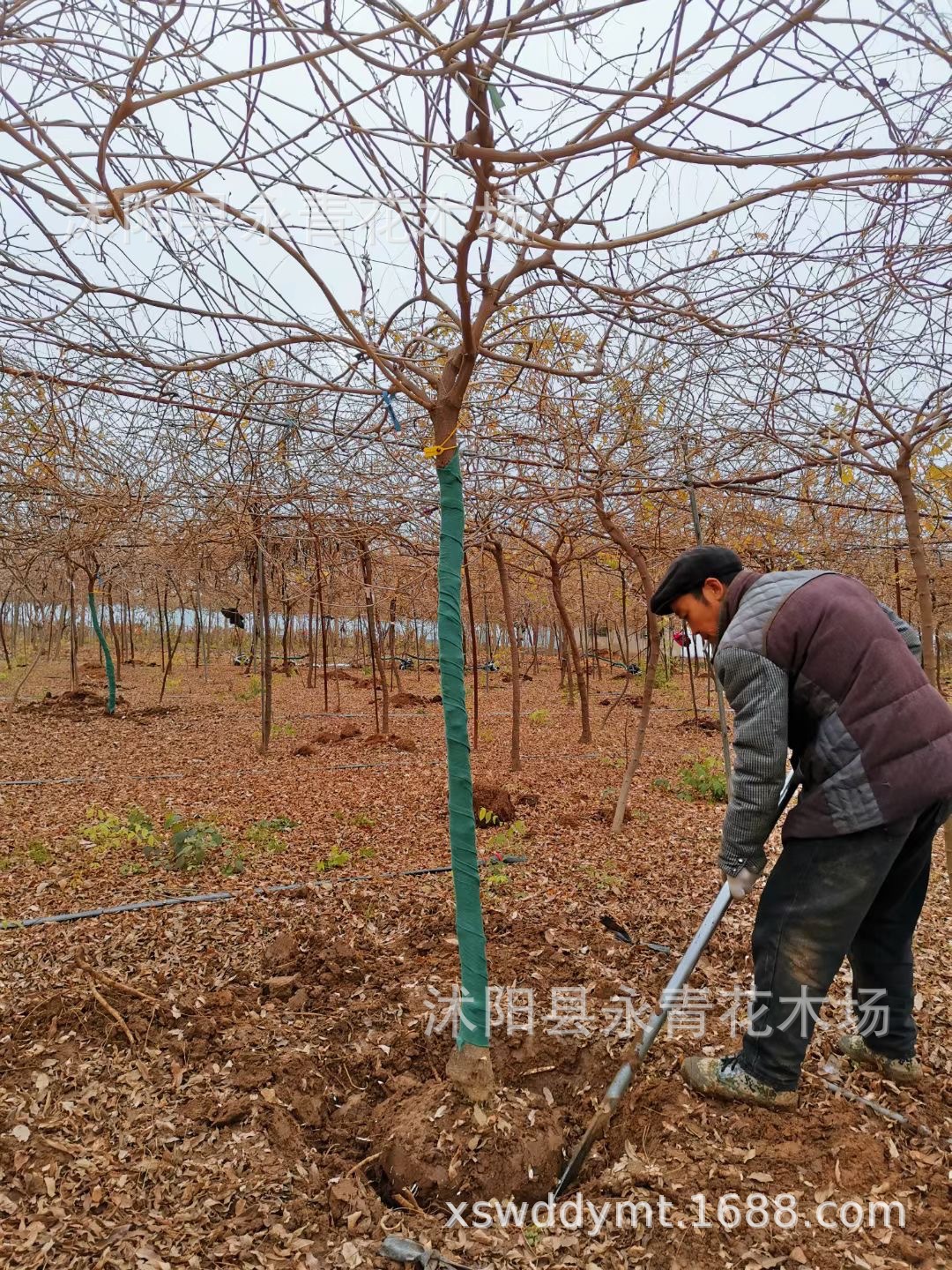 紫藤 紫藤价格 最新紫藤批发报价 种苗花卉网