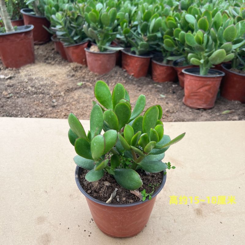 녹색잎옥나무 2년생 모종 1인분