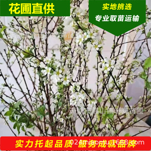 Snow Willow Northeastern Pearl Spirea Spray Snowflake Internet Celebrity Domestic Hydroponic Plant Online Sales Wholesale Snow Willow Dry Branches