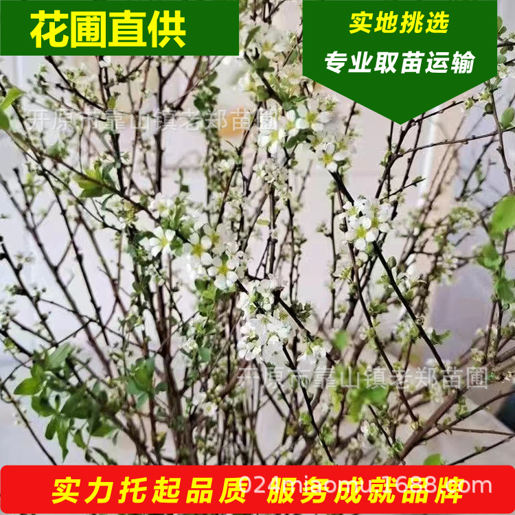 雪柳 东北珍珠绣线菊 喷雪花 网红家养水培植物网销批发 雪柳干枝