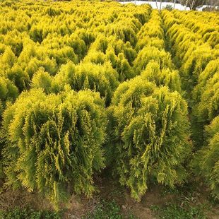 ͥԺ��ľ ������� ���Ԟ���ؘ� �����S��� ͥԺ��·�G������