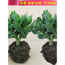 �҃ȃ����՚�Gֲ�����ļ�������Բ����������ƴ����ֲ��