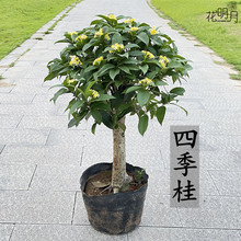 �ļ������԰��Ԙ��𻨘���ֲ�ﾰ�҃Ȼ܎����������̨ͥԺ�¹�