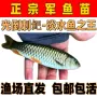 养殖食用黄鳍淡水倒刺鲃