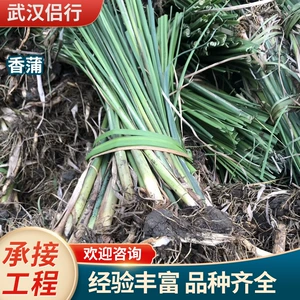 Cattail Flower Leaf Acorus Гранулированная вода свеча водные растения водно -болотные парк вода озеленение базы озеленение прямой посадка на посадку