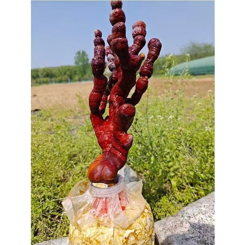 Deer Antler Lingzhi Whole Dried Reishi Mushroom Ganoderma lucidum 500g Changbai Mountain Herb overview
