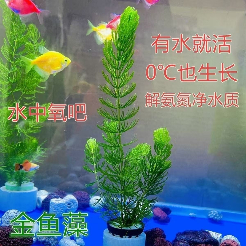 金鱼藻水草淡水鱼缸造景懒人降低氨氮净化水质好养易活金鱼草水